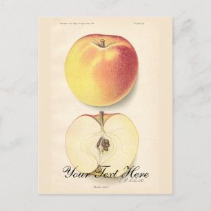 Vintage Apple-Postkarte Postkarte