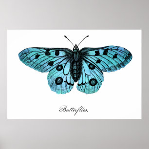 Vintage Aquamarine Blauer Schmetterling-Illustrati Poster