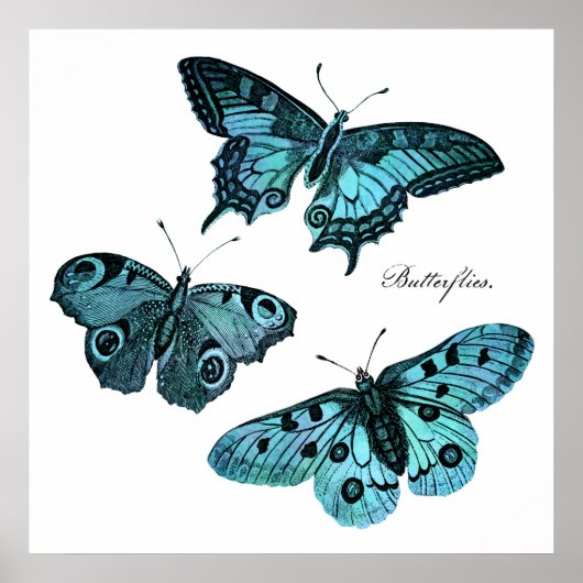 Vintage Aquamarine Blauer Schmetterling-Illustrati Poster (Vorne)