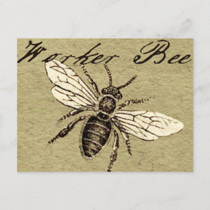 Vintage Arbeiterbiene Insekt Illustration Antiquit Postkarte
