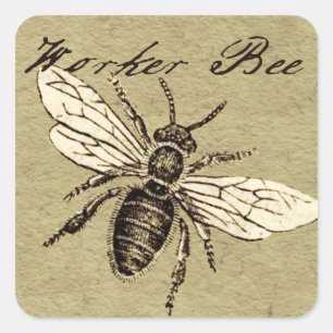 Vintage Arbeiterbiene Insekt Illustration Antiquit Quadratischer Aufkleber