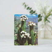 Vintage Argentina, Flowering Cactus Postkarte (Stehend Vorderseite)