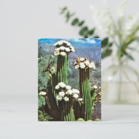 Vintage Argentina, Flowering Cactus Postkarte (Stehend Vorderseite)