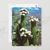 Vintage Argentina, Flowering Cactus Postkarte (Vorne/Hinten)