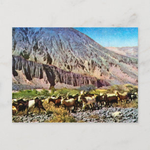 Vintage ,Argentina, Rock Erosion, herd of goats Postkarte