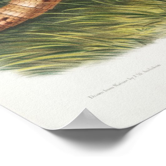 Vintage Armadillo-Illustration Poster (Ecke)