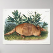Vintage Armadillo-Illustration Poster (Vorne)