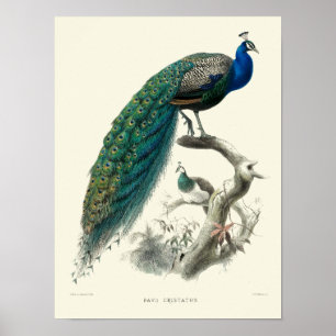 Vintage-Art aus der viktorianischen Ära Pfau Pavo Poster