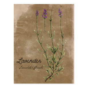 Vintage Blumen Postkarten Zazzle De