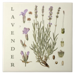 Vintage Art: Lavender Plant and Flowers Scientific Fliese