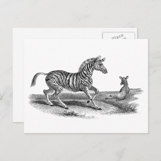 Vintage Art Zebra und Fossilien Postkarte (Vorne/Hinten)