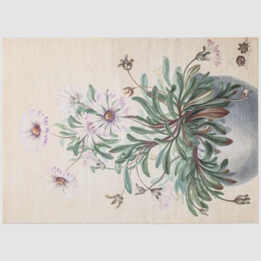 Vintage Aster in einem Pot Seidenpapier (Vorderseite)