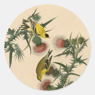 Vintage Audubon American Goldfinch Bird Malerei Runder Aufkleber