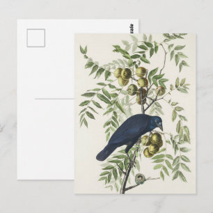 Vintage Audubon Amerikanische Krähe Vogel Natur Ku Postkarte