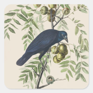 Vintage Audubon Amerikanische Krähe Vogel Natur Ku Quadratischer Aufkleber