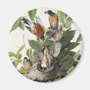 Vintage-Audubon-Amerikanische-Rotdrossel-Vogelnest Magnet