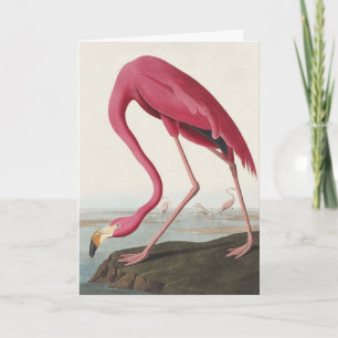 Vintage Audubon Amerikanischer Flamingo Rosa Vogel Feiertagskarte