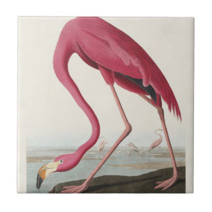 Vintage Audubon Amerikanischer Flamingo Rosa Vogel Fliese