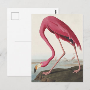 Vintage Audubon Amerikanischer Flamingo Rosa Vogel Postkarte