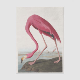 Vintage Audubon Amerikanischer Flamingo Rosa Vogel Seidenpapier