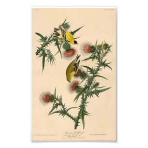 Vintage Audubon Amerikanischer Goldfink Fotodruck