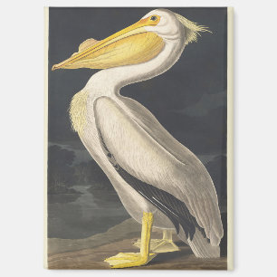 Vintage Audubon Amerikanischer Weißer Pelikan Voge Magnet