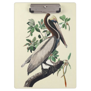 Vintage Audubon Brauner Pelikan Küsten-Vogel-Kunst Klemmbrett