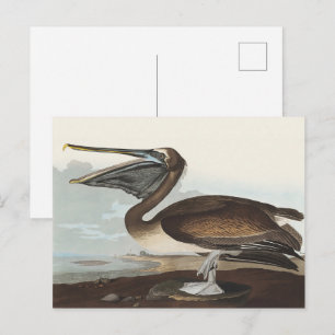 Vintage Audubon Brauner Pelikan Küsten-Vogel-Kunst Postkarte