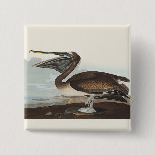 Vintage Audubon Brauner Pelikan Küsten-Vogelkunst Button