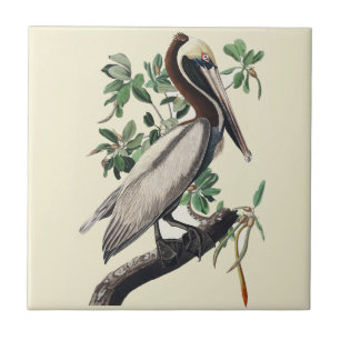 Vintage Audubon Brauner Pelikan Küsten-Vogelkunst Fliese