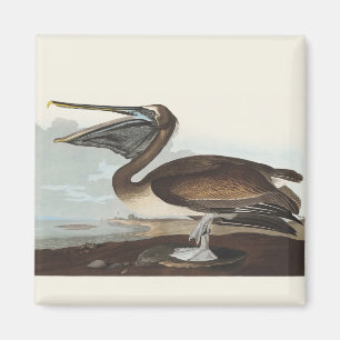 Vintage Audubon Brauner Pelikan Küsten-Vogelkunst Magnet