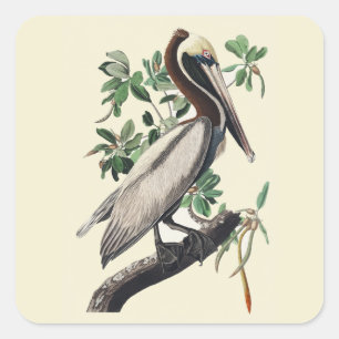 Vintage Audubon Brauner Pelikan Küsten-Vogelkunst Quadratischer Aufkleber