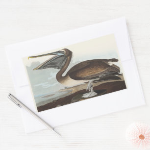 Vintage Audubon Brauner Pelikan Küsten-Vogelkunst Rechteckiger Aufkleber