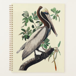 Vintage-Audubon-Braunpelikan-Küstenvogel-Kunst Planer