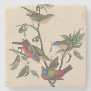 Vintage-Audubon-Buntingschmetterling-farbige Vogel Steinuntersetzer
