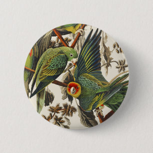 Vintage Audubon Carolina-Sittich-Vogelkunst Button
