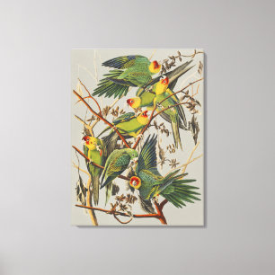 Vintage Audubon Carolina-Sittich-Vogelkunst Leinwanddruck