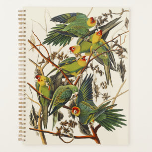 Vintage Audubon Carolina-Sittich-Vogelkunst Planer