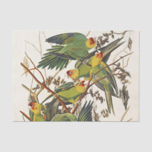 Vintage Audubon Carolina-Sittich-Vogelkunst Seidenpapier