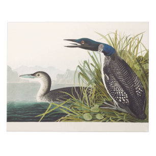 Vintage-Audubon-Eistaucher-Vogel-Naturkunst Notizblock