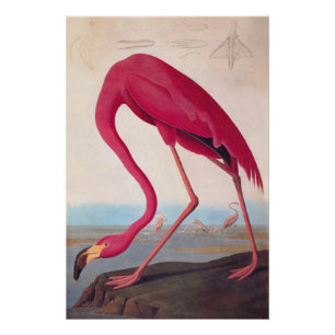 Vintage-Audubon-Exlibris Amerikanischer Flamingo Poster