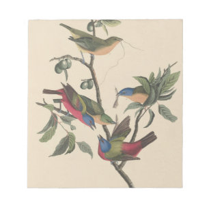 Vintage Audubon Gemalter Buntsperling Farbenfrohe Notizblock