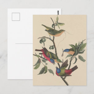 Vintage Audubon Gemalter Buntsperling Farbenfrohe  Postkarte