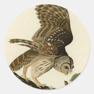 Vintage Audubon Geschenk zur Jagd auf gesperberte Runder Aufkleber