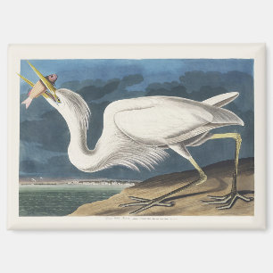 Vintage Audubon-Großer Silberreiher-Vogelkunst Magnet