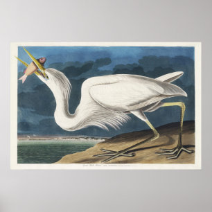 Vintage-Audubon-Großer-Weißer-Reiher-Vogel-Kunst Poster