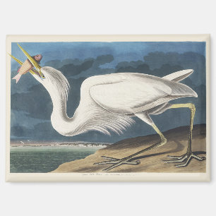 Vintage Audubon-Großer Weißer Reiher-Vogelkunst Magnet