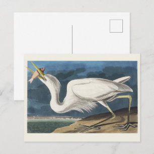 Vintage Audubon-Großer Weißer Reiher-Vogelkunst Postkarte
