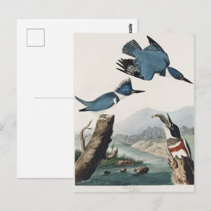 Vintage Audubon Gürtel-Eisvogel-Vogelkunst Postkarte