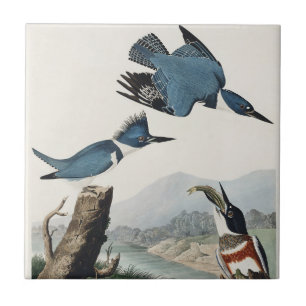 Vintage-Audubon-Gürtel-Kis पक्षी-Kunst Fliese